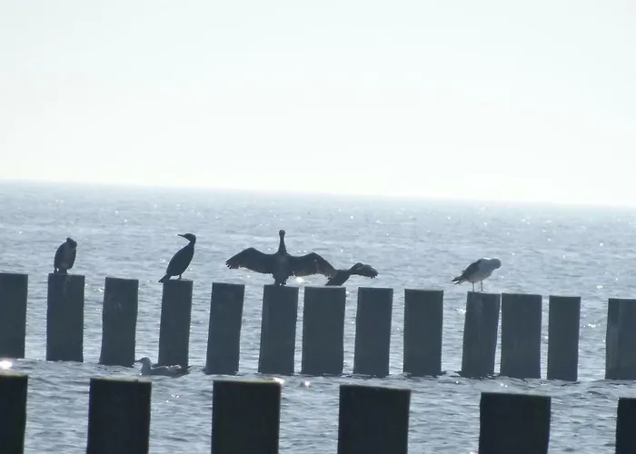 Letniskowe Wikar 威西